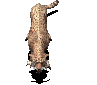 Leopard2